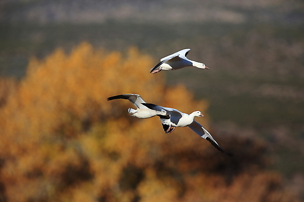 포토 JPG 해외이미지 동물 호수 야생동물 이동 겨울 날개 자연 조류 하늘 사람없음 야외 빨간색 물 파란색 검은색 봄 흰색 시골 그룹 우아함 군중 깃털 사냥 거위 물새 철새 뉴멕시코 해외202105 해외포토 자연요소 계절 컬러 컨셉 사람 생태계 파일형식
