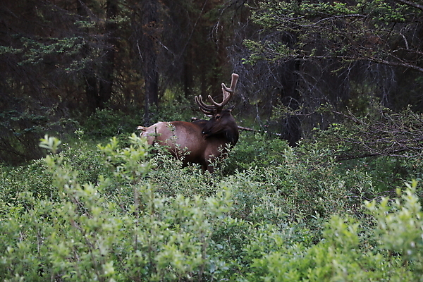 포토 JPG 해외이미지 동물 공원 남자 야생동물 캐나다 밭 포유류 자연 사슴 산 뿔 풍경 초원 사람없음 야외 초록색 갈색 숲 큼 먹이 먹기 바퀴자국 황소 사냥 내추럴 밴프 앨버타 엘크 웅장함 전국 로키산맥 그리너리 해외202105 해외포토 공공시설 컬러 북아메리카 농업 자국 모션 사람 소 크기 생태계 파일형식 트랜드컬러