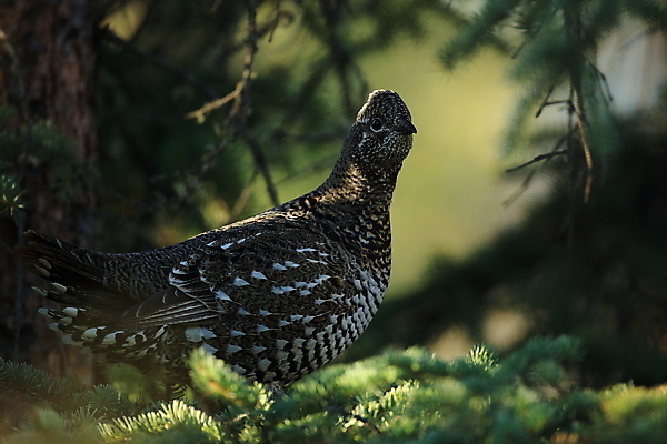 포토 JPG 해외이미지 동물 계절 공원 야생동물 북아메리카 날개 자연 조류 초원 사람없음 야외 빨간색 갈색 머리 검은색 미국 추위 흰색 닫기 숲 작음 깃털 사냥 부리 목 북쪽 알래스카 땅바닥 전국 가문비나무 해외202105 해외포토 나무 공공시설 컬러 모션 바닥 아메리카 신체부위 크기 방향 생태계 파일형식