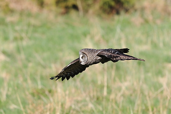 포토 JPG 해외이미지 주간 동물 척추동물 한마리 응시 유럽 야생동물 자연 조류 스웨덴 사람없음 야외 가로 노란색 회색 큼 먹이 깃털 부엉이 경보 동물상 스칸디나비아 해외202105 해외포토 자연요소 1 시선 나라 컬러 북유럽 조형물 크기 생태계 파일형식