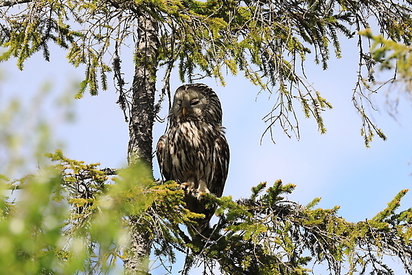 포토 JPG 해외이미지 나무 동물 1 응시 공원 백그라운드 자연 조류 스웨덴 사람없음 초록색 갈색 머리 검은색 회색 흰색 나뭇가지 닫기 고독 보호 숲 큼 먹이 신비 엿보기 깃털 명상 부리 육식동물 부엉이 사냥꾼 노려봄 스칸디나비아 웅장함 해외202105 해외포토 식물 직업 시선 공공시설 감정 컬러 컨셉 모션 표정 북유럽 신체부위 크기 생태계 파일형식