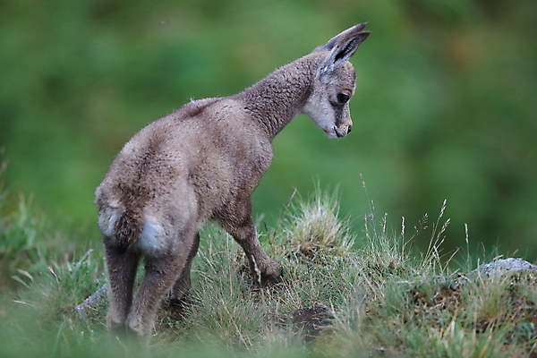 포토 JPG 해외이미지 동물 응시 유럽 야생동물 신체 포유류 휴가 산 뿔 종류 성인 사람없음 빛 컬러풀 프랑스 벚꽃 방목 보석 가득함 손목시계 즐거움 싱글 알프스 서식지 길이 내추럴 찰과상 해외202105 해외포토 시선 꽃 감정 나라 시계 컬러 장신구 사람 축산업 상처 광석 파일형식