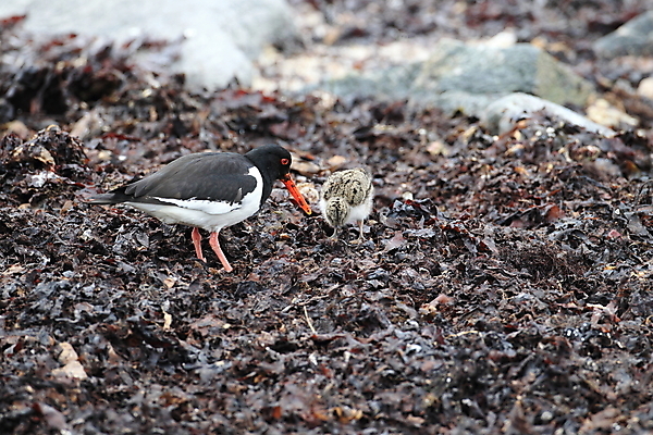 포토 JPG 해외이미지 조류 야외 물떼새 해외202105 검은머리물떼새 해외포토 동물 파일형식