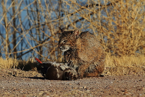 포토 JPG 해외이미지 나무 동물 야생동물 캐나다 겨울 포유류 자연 앉기 풍경 사람없음 야외 갈색 고양이 봄 숲 작음 먹이 육식동물 북쪽 뉴멕시코 스라소니 해외202105 해외포토 식물 계절 컬러 북아메리카 모션 반려동물 크기 방향 생태계 파일형식