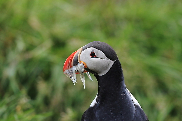 포토 JPG 해외이미지 유럽 2 자연 조류 아이슬란드 어류 서기 앉기 사람없음 가로 여름 컬러풀 깃털 언덕 부리 대서양 남쪽 계산서 식민지 헤드랜드 해외202105 해외포토 동물 계절 나라 바다 컬러 모션 수중동물 방향 생태계 파일형식
