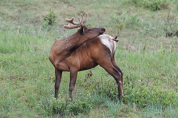 포토 JPG 해외이미지 동물 공원 여자 남자 야생동물 캐나다 날개 포유류 자연 조류 사슴 산 앉기 초원 사람없음 야외 환경 달러 가을 게임 황무지 군중 큼 바퀴자국 깃털 황소 사냥 서식지 동물상 밴프 분배 앨버타 엘크 전국 해외202105 해외포토 계절 공공시설 돈 북아메리카 자국 모션 놀이 사람 조형물 소 크기 생태계 파일형식