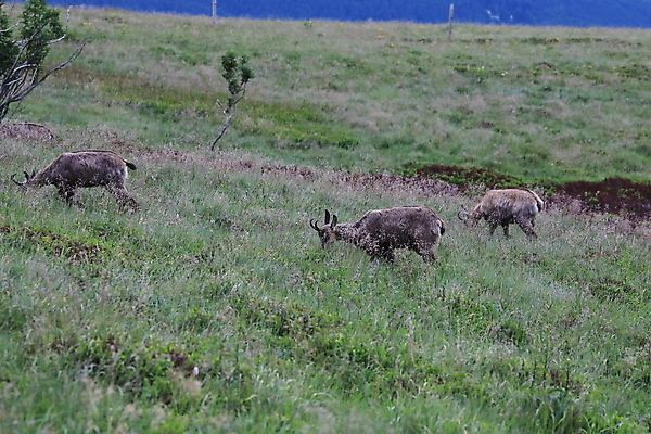 포토 JPG 해외이미지 동물 응시 유럽 야생동물 신체 포유류 휴가 산 뿔 종류 초원 성인 사람없음 빛 컬러풀 프랑스 벚꽃 방목 보석 가득함 손목시계 즐거움 싱글 알프스 서식지 길이 내추럴 찰과상 해외202105 해외포토 시선 꽃 감정 나라 시계 컬러 장신구 사람 축산업 상처 광석 파일형식