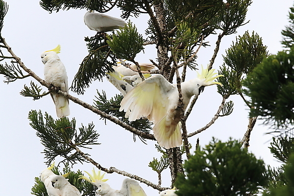 포토 JPG 해외이미지 나무 동물 야생동물 백그라운드 날개 자연 조류 앉기 사람없음 야외 가로 빨간색 초록색 반려동물 노란색 흰색 나뭇가지 호주 깃털 앵무새 갈기 내추럴 동물상 멀티 이국적 해외202105 해외포토 식물 컬러 모션 조형물 오세아니아 생태계 파일형식