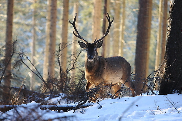 포토 JPG 해외이미지 나무 동물 척추동물 한마리 남자 야생동물 겨울 포유류 자연 사슴 생물 뿔 사람없음 야외 빨간색 세로 컬러풀 갈색 달러 추위 가을 흰색 숲 큼 바퀴자국 흰배경 내추럴 엘크 웅장함 초식 눈내림 반추동물 해외202105 해외포토 식물 1 계절 컬러 백그라운드 돈 자국 눈_날씨 사람 크기 생태계 파일형식