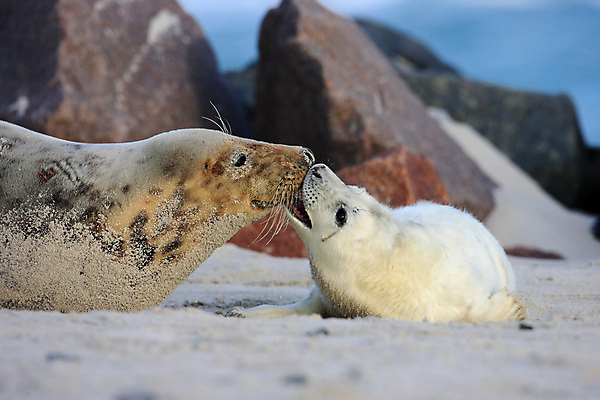 포토 JPG 해외이미지 동물 유럽 야생동물 새끼 바다 섬 포유류 자연 털 독일 사랑 해변 사람없음 야외 귀여움 환경 회색 코트 흰색 아기 신생아 보호 물개 모래언덕 북쪽 멸종 대서양 생태학 해외202105 해외포토 교육 감정 나라 컬러 컨셉 사람 바다동물 외투 방향 언덕 생태계 파일형식