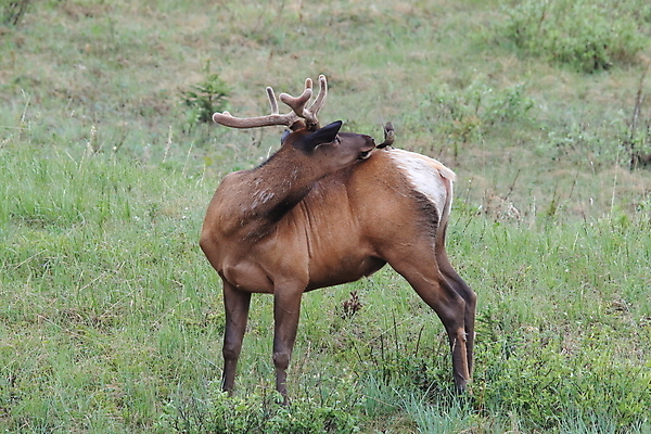 포토 JPG 해외이미지 동물 공원 여자 남자 야생동물 캐나다 날개 포유류 자연 조류 사슴 산 앉기 초원 사람없음 야외 환경 달러 가을 게임 황무지 군중 큼 바퀴자국 깃털 황소 사냥 서식지 동물상 밴프 분배 앨버타 엘크 전국 해외202105 해외포토 계절 공공시설 돈 북아메리카 자국 모션 놀이 사람 조형물 소 크기 생태계 파일형식