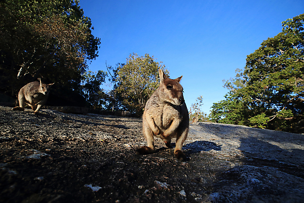 포토 JPG 해외이미지 나무 동물 구름 야생동물 오렌지 포유류 자연 하늘 엄마 털 종류 서기 풍경 사람없음 야외 빨간색 초록색 파란색 회색 흰색 아기 황무지 닫기 호주 귀 암초 캥거루 멸종 서식지 오지 해외202105 해외포토 자연요소 식물 컬러 과일 가족 모션 사람 신체부위 오세아니아 생태계 파일형식