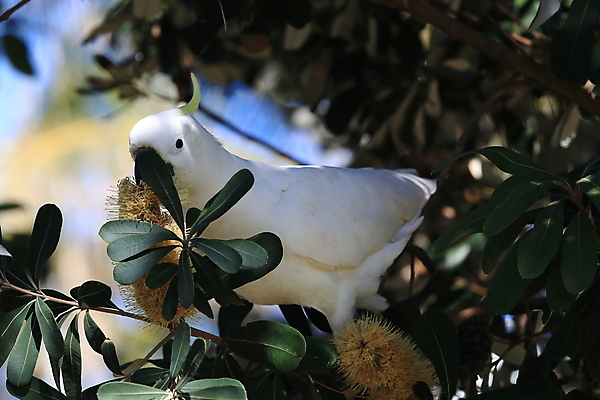 포토 JPG 해외이미지 나무 동물 야생동물 백그라운드 날개 자연 조류 앉기 사람없음 야외 가로 빨간색 초록색 반려동물 노란색 흰색 나뭇가지 호주 깃털 앵무새 갈기 내추럴 동물상 멀티 이국적 해외202105 해외포토 식물 컬러 모션 조형물 오세아니아 생태계 파일형식