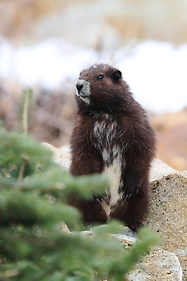 포토 JPG 해외이미지 주간 동물 척추동물 1 야생동물 섬 캐나다 신체 포유류 자연 영국 산 사람없음 야외 세로 초록색 금지 콜롬비아 가득함 집중 멸종 동물상 땅바닥 벤쿠버 해외202105 해외포토 자연요소 유럽 컬러 컨셉 북아메리카 바닥 조형물 남아메리카 생태계 파일형식