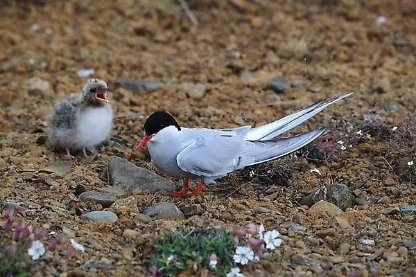 포토 JPG 해외이미지 동물 응시 야생동물 바다 섬 청소년 갈매기 조류 잉글랜드 병아리 아이슬란드 어업 사람없음 빨간색 흰색 아기 관찰 황무지 둥지 공격 북극 깃털 북쪽 철새 대서양 공격적 동물상 스칸디나비아 해외202105 해외포토 시선 유럽 산업 컬러 컨셉 모션 영국 사람 조형물 극지방 방향 파일형식