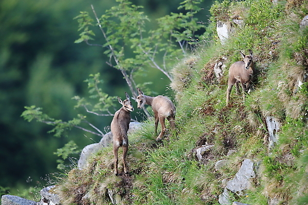 포토 JPG 해외이미지 동물 응시 유럽 야생동물 신체 포유류 휴가 산 뿔 종류 초원 성인 사람없음 빛 컬러풀 프랑스 벚꽃 방목 보석 가득함 손목시계 즐거움 싱글 알프스 서식지 길이 내추럴 찰과상 해외202105 해외포토 시선 꽃 감정 나라 시계 컬러 장신구 사람 축산업 상처 광석 파일형식