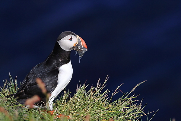 포토 JPG 해외이미지 유럽 2 자연 조류 아이슬란드 어류 서기 앉기 사람없음 가로 여름 컬러풀 깃털 언덕 부리 대서양 남쪽 계산서 식민지 헤드랜드 해외202105 해외포토 동물 계절 나라 바다 컬러 모션 수중동물 방향 생태계 파일형식