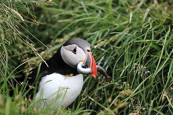 포토 JPG 해외이미지 유럽 2 자연 조류 아이슬란드 어류 서기 앉기 사람없음 가로 여름 컬러풀 깃털 언덕 부리 대서양 남쪽 계산서 식민지 헤드랜드 해외202105 해외포토 동물 계절 나라 바다 컬러 모션 수중동물 방향 생태계 파일형식