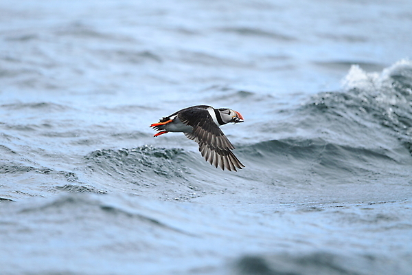 포토 JPG 해외이미지 동물 야생동물 바다 섬 여행 백그라운드 자연 조류 휴가 노르웨이 아이슬란드 사람없음 물 여름 파란색 컬러풀 검은색 황무지 깃털 부리 앵무새 북쪽 대서양 계산서 스칸디나비아 해외202105 해외포토 자연요소 계절 유럽 컬러 방향 생태계 파일형식