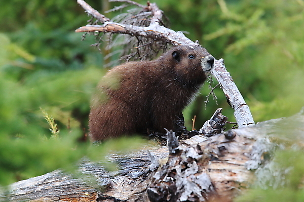 포토 JPG 해외이미지 주간 동물 척추동물 1 야생동물 섬 캐나다 신체 포유류 자연 영국 산 사람없음 야외 세로 초록색 금지 콜롬비아 가득함 집중 멸종 동물상 땅바닥 벤쿠버 해외202105 해외포토 자연요소 유럽 컬러 컨셉 북아메리카 바닥 조형물 남아메리카 생태계 파일형식