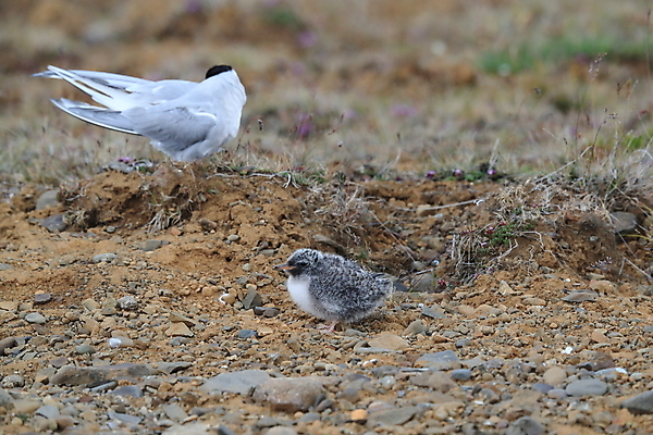 포토 JPG 해외이미지 동물 응시 야생동물 바다 섬 청소년 갈매기 조류 잉글랜드 병아리 아이슬란드 어업 사람없음 빨간색 흰색 아기 관찰 황무지 둥지 공격 북극 깃털 북쪽 철새 대서양 공격적 동물상 스칸디나비아 해외202105 해외포토 시선 유럽 산업 컬러 컨셉 모션 영국 사람 조형물 극지방 방향 파일형식