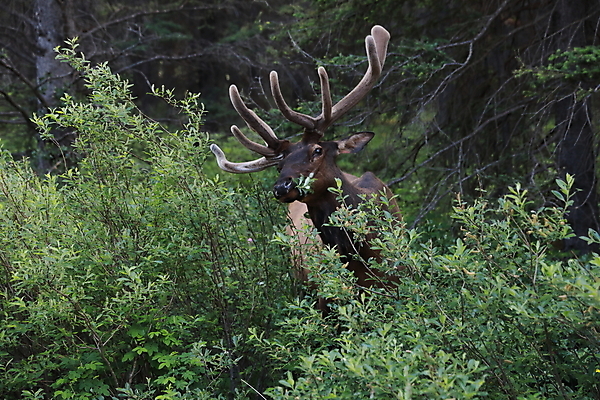 포토 JPG 해외이미지 동물 공원 남자 야생동물 캐나다 밭 포유류 자연 사슴 산 뿔 풍경 초원 사람없음 야외 초록색 갈색 숲 큼 먹이 먹기 바퀴자국 황소 사냥 내추럴 밴프 앨버타 엘크 웅장함 전국 로키산맥 그리너리 해외202105 해외포토 공공시설 컬러 북아메리카 농업 자국 모션 사람 소 크기 생태계 파일형식 트랜드컬러