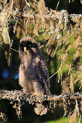포토 JPG 해외이미지 나무 동물 응시 얼굴 야생동물 새끼 백그라운드 날개 자연 조류 스웨덴 노르웨이 핀란드 사람없음 머리 가을 아기 숲 깃털 사냥 부리 부엉이 사냥꾼 알래스카 해외202105 해외포토 식물 직업 시선 계절 유럽 북유럽 사람 신체부위 미국 생태계 파일형식