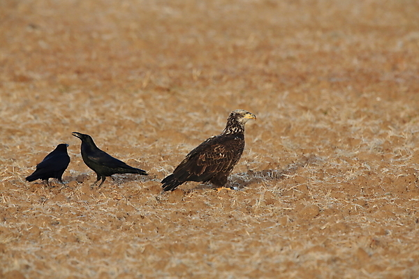 포토 JPG 해외이미지 공원 야생동물 백그라운드 겨울 조류 하늘 휴가 새로움 멕시코 흑백 풍경 사람없음 빨간색 파란색 머리 가을 먹이 먹기 심볼 깃털 속도 독수리 육식동물 대머리 거위 내추럴 고립 전국 해외202105 해외포토 동물 헤어스타일 계절 공공시설 컬러 컨셉 북아메리카 모션 촬영기법 신체부위 파일형식
