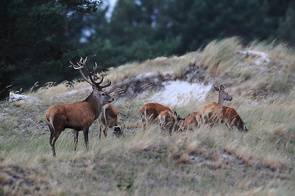 포토 JPG 해외이미지 동물 남자 야생동물 바다 포유류 자연 사슴 국립공원 사람없음 빨간색 초록색 파란색 갈색 가을 게임 황무지 대머리 포메라니안 해외202105 해외포토 헤어스타일 계절 공원 컬러 놀이 사람 개 생태계 파일형식