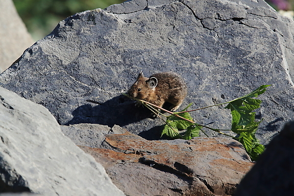 포토 JPG 해외이미지 동물 공원 야생동물 잎 포유류 자연 산 사람없음 야외 환경 미국 가을 나뭇가지 토끼 보호 작음 모피 빙하 캘리포니아 북쪽 지구온난화 서식지 서쪽 온실 전국 해외202105 해외포토 나무 식물 계절 공공시설 컨셉 북아메리카 반려동물 크기 방향 생태계 기후변화 파일형식