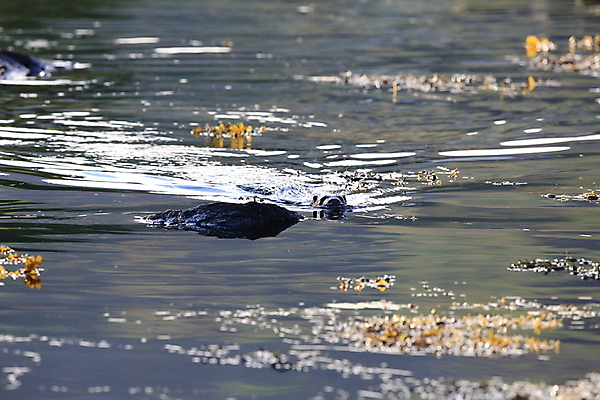 포토 JPG 해외이미지 나무 동물 유럽 얼굴 야생동물 겨울 포유류 자연 털 노르웨이 어업 사람없음 야외 물 강 갈색 머리 수영 젖음 게 관찰 닫기 묘사 코 귀 육식동물 북쪽 멸종 내추럴 동물상 해외202105 해외포토 자연요소 식물 계절 나라 산업 컬러 모션 갑각류 신체부위 조형물 수상스포츠 방향 생태계 파일형식