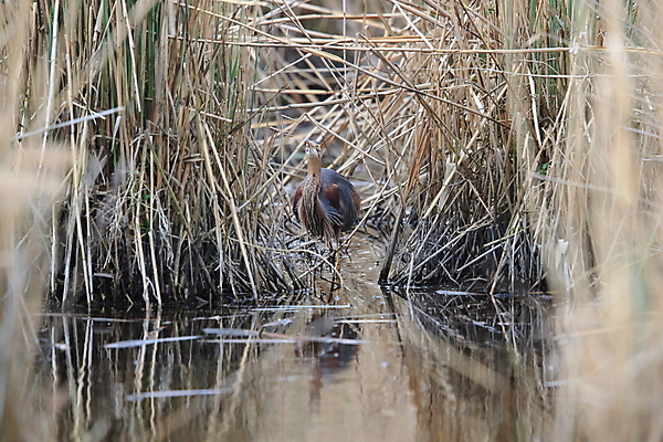 포토 JPG 해외이미지 주간 식물 동물 1 야생동물 백그라운드 신체 자연 조류 아침 독일 갈대 풍경 성인 사람없음 야외 물 여름 파란색 햇빛 갈색 보라색 회색 쌍 둥지 왜가리 가득함 길이 내추럴 기르기 동물상 현실 접근 해외202105 해외포토 자연요소 계절 유럽 컬러 사람 태양 조형물 생태계 돌봄 파일형식