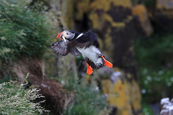 포토 JPG 해외이미지 동물 야생동물 바다 섬 여행 백그라운드 자연 조류 휴가 노르웨이 아이슬란드 사람없음 여름 컬러풀 검은색 황무지 깃털 부리 앵무새 북쪽 대서양 계산서 스칸디나비아 해외202105 해외포토 계절 유럽 컬러 방향 생태계 파일형식