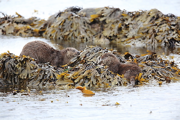 포토 JPG 해외이미지 나무 동물 유럽 얼굴 야생동물 겨울 포유류 자연 털 노르웨이 어업 사람없음 야외 물 강 갈색 머리 수영 젖음 게 관찰 닫기 묘사 코 귀 육식동물 북쪽 멸종 내추럴 동물상 해외202105 해외포토 자연요소 식물 계절 나라 산업 컬러 모션 갑각류 신체부위 조형물 수상스포츠 방향 생태계 파일형식