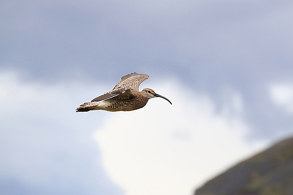 포토 JPG 해외이미지 동물 유럽 야생동물 바다 섬 여행 겨울 날개 자연 조류 아이슬란드 서기 풍경 초원 성인 사람없음 야외 옆모습 가로 초록색 물 여름 환경 봄 관찰 깃털 만족 부리 계산서 기르기 땅바닥 해외202105 해외포토 자연요소 계절 감정 나라 뷰포인트 컬러 모션 바닥 사람 생태계 돌봄 파일형식