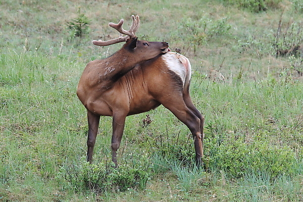 포토 JPG 해외이미지 동물 공원 여자 남자 야생동물 캐나다 날개 포유류 자연 조류 사슴 산 앉기 초원 사람없음 야외 환경 달러 가을 게임 황무지 군중 큼 바퀴자국 깃털 황소 사냥 서식지 동물상 밴프 분배 앨버타 엘크 전국 해외202105 해외포토 계절 공공시설 돈 북아메리카 자국 모션 놀이 사람 조형물 소 크기 생태계 파일형식