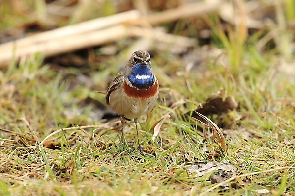 포토 JPG 해외이미지 나무 동물 응시 남자 야생동물 날개 오렌지 노래 자연 조류 독일 서기 앉기 사람없음 초록색 파란색 컬러풀 태양 노란색 봄 가수 보호 작음 5월 깃털 꼬리 철새 내추럴 바레인 해외202105 해외포토 자연요소 식물 시선 계절 유럽 음악 컬러 컨셉 과일 중동 모션 사람 음악가 날짜 크기 생태계 파일형식