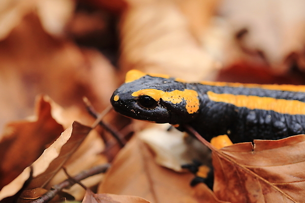 포토 JPG 해외이미지 동물 패턴 가족 불 산 종류 양서류 사람없음 초록색 파란색 노란색 검은색 프랑스 개울 동굴 플랫 숲 서식지 루마니아 불가리아 우크라이나 진짜 코르시카 해외202105 해외포토 자연요소 유럽 컬러 섬 무늬 관계 강 파일형식 남유럽