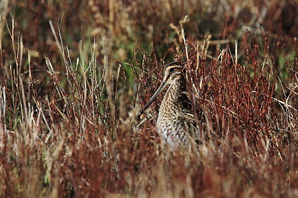 포토 JPG 해외이미지 동물 공원 호수 야생동물 자연 조류 영국 사람없음 빨간색 초록색 물 강 갈색 연못 습지 소프트포커스 깃털 묘사 부리 진흙 철새 전국 해외202105 해외포토 자연요소 공공시설 유럽 컬러 촬영기법 생태계 파일형식