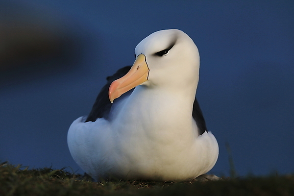 포토 JPG 해외이미지 동물 구름 섬 여행 모션 조류 하늘 영국 독일 사람없음 빨간색 흰색 남아메리카 우아함 남극 북극 역동적 부리 육식동물 대서양 다도해 해외202105 해외포토 자연요소 유럽 바다 컬러 컨셉 아메리카 극지방 파일형식