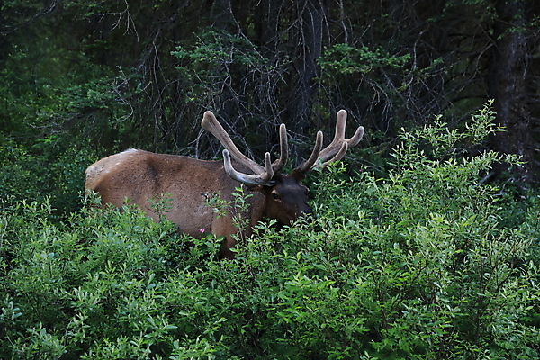 포토 JPG 해외이미지 동물 공원 남자 야생동물 캐나다 밭 포유류 자연 사슴 산 뿔 풍경 초원 사람없음 야외 초록색 갈색 숲 큼 먹이 먹기 바퀴자국 황소 사냥 내추럴 밴프 앨버타 엘크 웅장함 전국 로키산맥 그리너리 해외202105 해외포토 공공시설 컬러 북아메리카 농업 자국 모션 사람 소 크기 생태계 파일형식 트랜드컬러