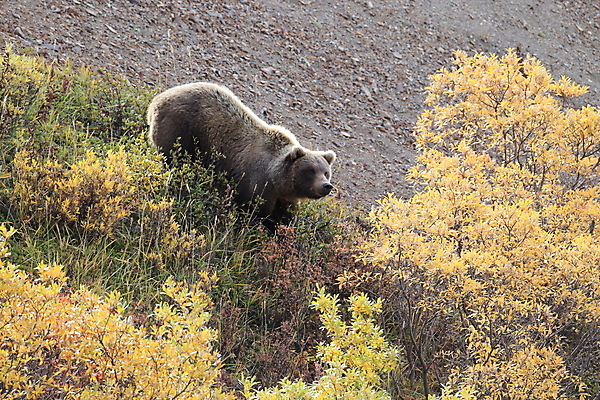 포토 JPG 해외이미지 동물 척추동물 공원 도로 야생동물 백그라운드 곰 포유류 자연 낚시 털 초원 사람없음 야외 초록색 여름 강 갈색 걷기 봄 가을 흰색 위험 큼 블루베리 육식동물 알래스카 고립 노란배경 해외202105 해외포토 계절 공공시설 길 컬러 컨셉 과일 교통시설 모션 레저 노란색 미국 크기 생태계 파일형식