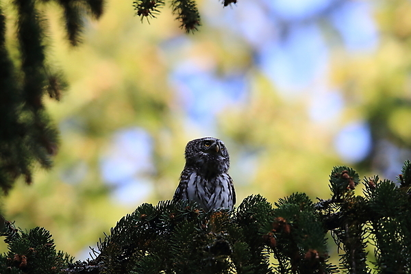 포토 JPG 해외이미지 나무 유럽 야생동물 백그라운드 날개 조류 앉기 사람없음 목재 가로 갈색 노란색 환경 나뭇가지 황무지 숲 먹이 깃털 사냥 부리 육식동물 부엉이 사냥꾼 북쪽 난쟁이 집게발 해외202105 해외포토 식물 동물 직업 나라 컬러 재료 모션 방향 파일형식