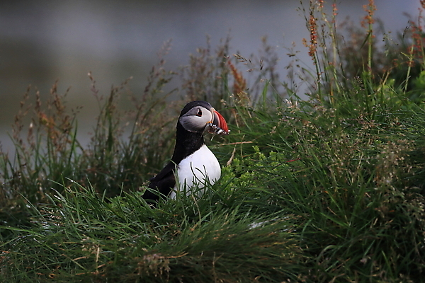 포토 JPG 해외이미지 유럽 2 자연 조류 아이슬란드 어류 서기 앉기 사람없음 가로 컬러풀 깃털 언덕 부리 대서양 남쪽 계산서 식민지 헤드랜드 해외202105 해외포토 동물 나라 바다 컬러 모션 수중동물 방향 생태계 파일형식