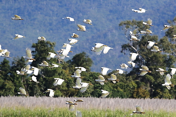 포토 JPG 해외이미지 나무 동물 야생동물 백그라운드 날개 자연 조류 앉기 사람없음 야외 가로 빨간색 초록색 반려동물 노란색 흰색 나뭇가지 호주 깃털 앵무새 갈기 내추럴 동물상 멀티 이국적 해외202105 해외포토 식물 컬러 모션 조형물 오세아니아 생태계 파일형식