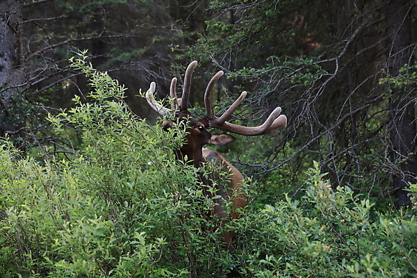 포토 JPG 해외이미지 동물 공원 남자 야생동물 캐나다 밭 포유류 자연 사슴 산 뿔 풍경 초원 사람없음 야외 초록색 갈색 숲 큼 먹이 먹기 바퀴자국 황소 사냥 내추럴 밴프 앨버타 엘크 웅장함 전국 로키산맥 그리너리 해외202105 해외포토 공공시설 컬러 북아메리카 농업 자국 모션 사람 소 크기 생태계 파일형식 트랜드컬러