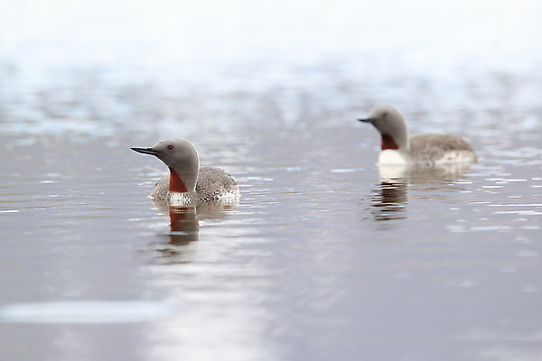 포토 JPG 해외이미지 동물 호수 야생동물 바다 자연 조류 표면 영국 아이슬란드 사람없음 야외 가로 빨간색 물 반사 수영 펼침 연못 서핑 잠수부 습지 몸단장 민물 변소 스칸디나비아 해외202105 해외포토 자연요소 유럽 컬러 모션 수상스포츠 전문직 생태계 파일형식