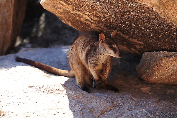 포토 JPG 해외이미지 동물 얼굴 야생동물 섬 여행 포유류 자연 엄마 휴가 털 관리 사람없음 태양 갈색 평화 자녀 행운 호주 작음 먹기 배고픔 캥거루 멸종 서식지 남쪽 파우치 해외202105 해외포토 자연요소 컬러 컨셉 가방 가족 모션 신체부위 오세아니아 크기 방향 생태계 파일형식