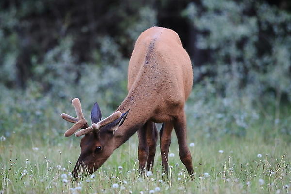 포토 JPG 해외이미지 동물 공원 남자 야생동물 캐나다 밭 포유류 자연 사슴 산 뿔 풍경 초원 사람없음 야외 초록색 갈색 숲 큼 먹이 먹기 바퀴자국 황소 사냥 내추럴 밴프 앨버타 엘크 웅장함 전국 로키산맥 그리너리 해외202105 해외포토 공공시설 컬러 북아메리카 농업 자국 모션 사람 소 크기 생태계 파일형식 트랜드컬러
