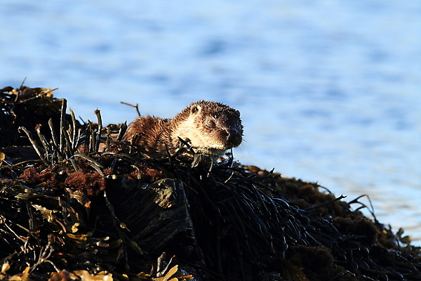 포토 JPG 해외이미지 나무 동물 유럽 얼굴 야생동물 겨울 포유류 자연 털 노르웨이 어업 사람없음 야외 물 강 갈색 머리 수영 젖음 게 관찰 닫기 묘사 코 귀 육식동물 북쪽 멸종 내추럴 동물상 해외202105 해외포토 자연요소 식물 계절 나라 산업 컬러 모션 갑각류 신체부위 조형물 수상스포츠 방향 생태계 파일형식